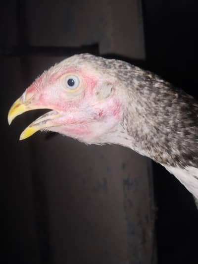 aseel long hight blue eye