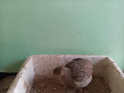 Irani Ducani Teetar