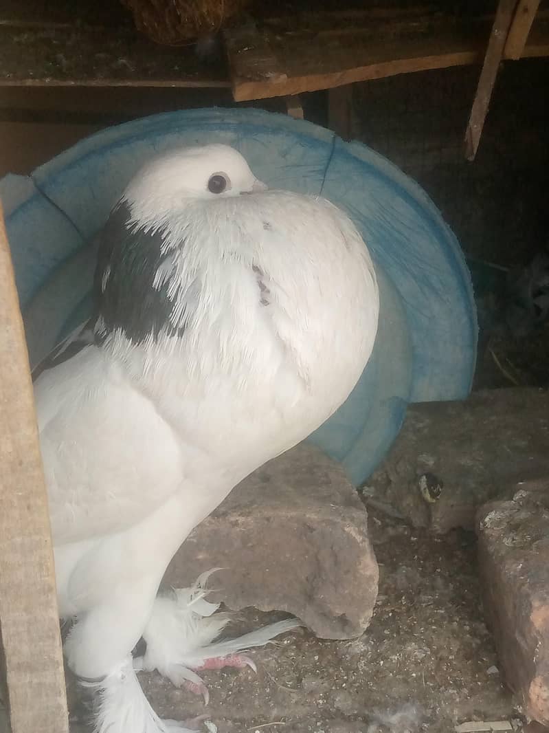 fancy peigon 0