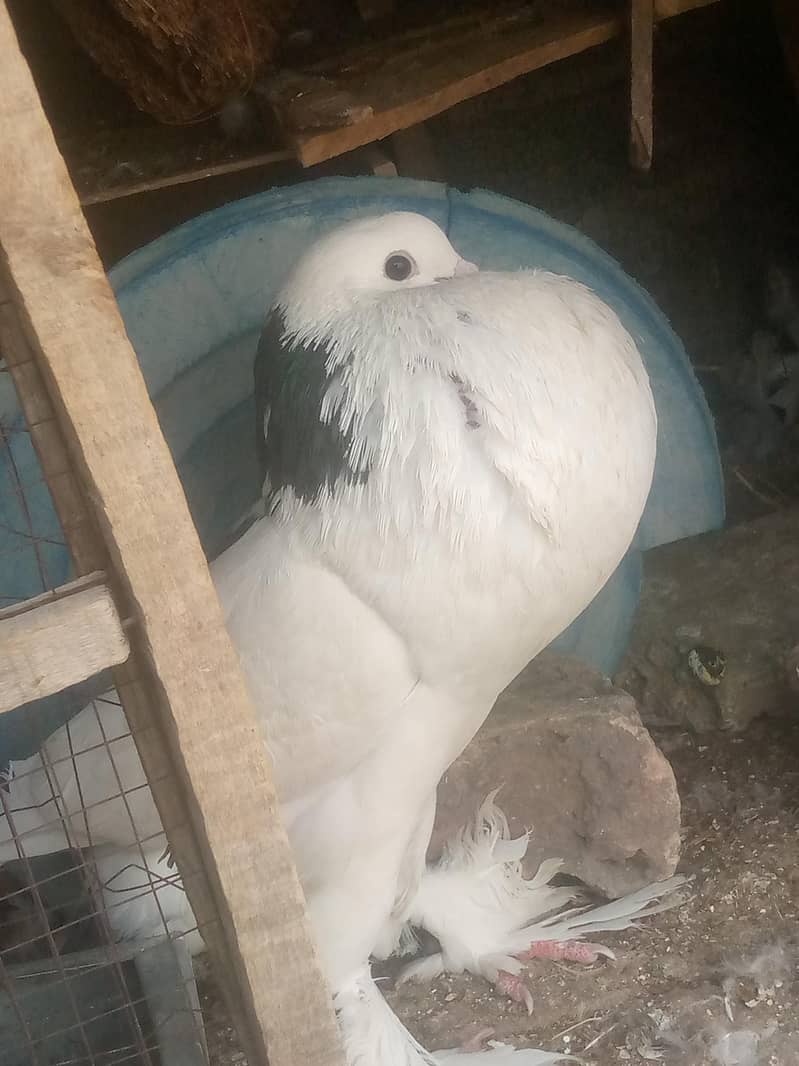 fancy peigon 2