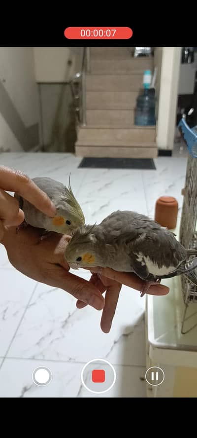 hand tame cocktail chicks