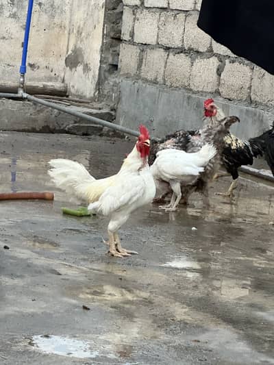 English game breeder pair