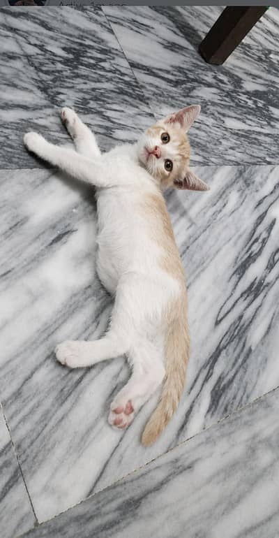 Very Cute and Active cats for Sale at Cheap Cost.