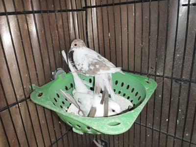 Red pied dove breeder pairs