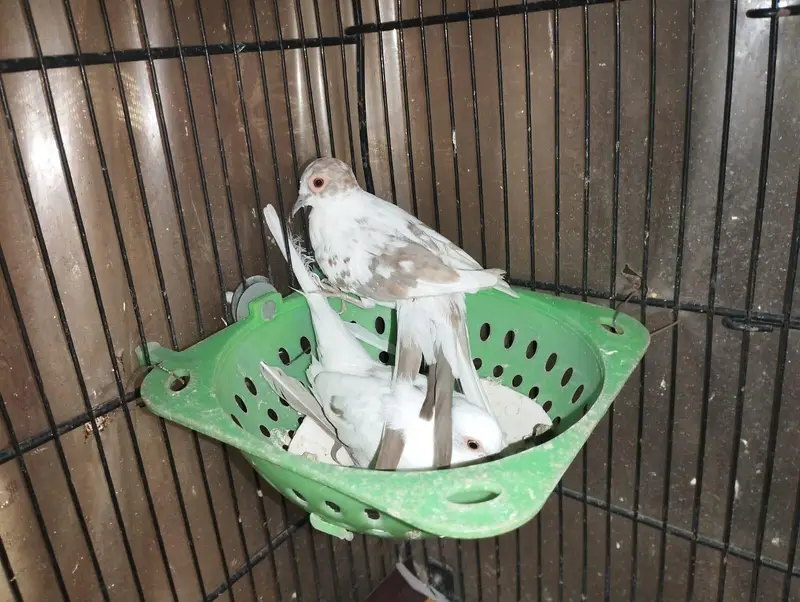 Red pied dove breeder pairs — photo 2