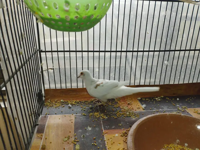 Red pied dove breeder pairs — photo 3