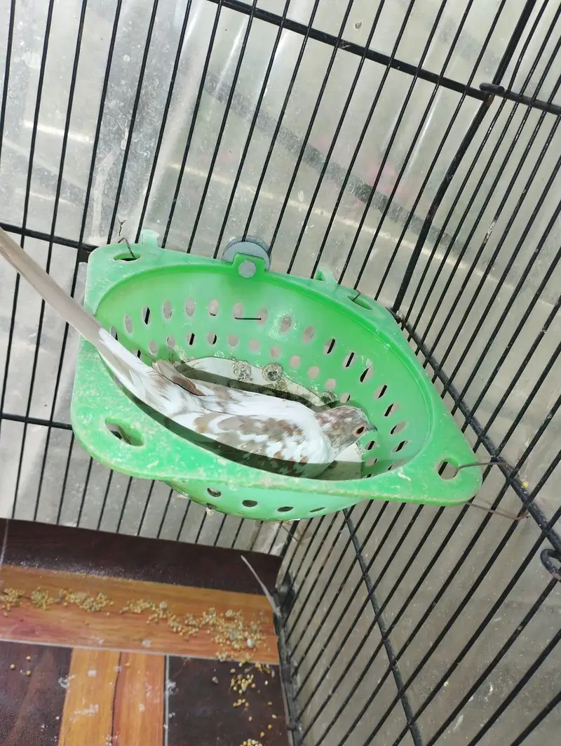 Red pied dove breeder pairs — photo 4