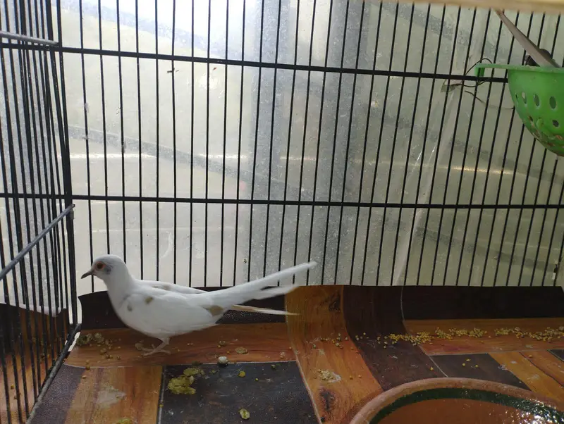 Red pied dove breeder pairs — photo 5
