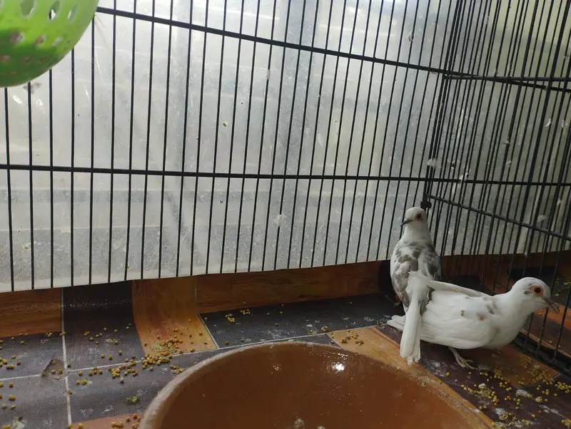 Red pied dove breeder pairs — photo 6