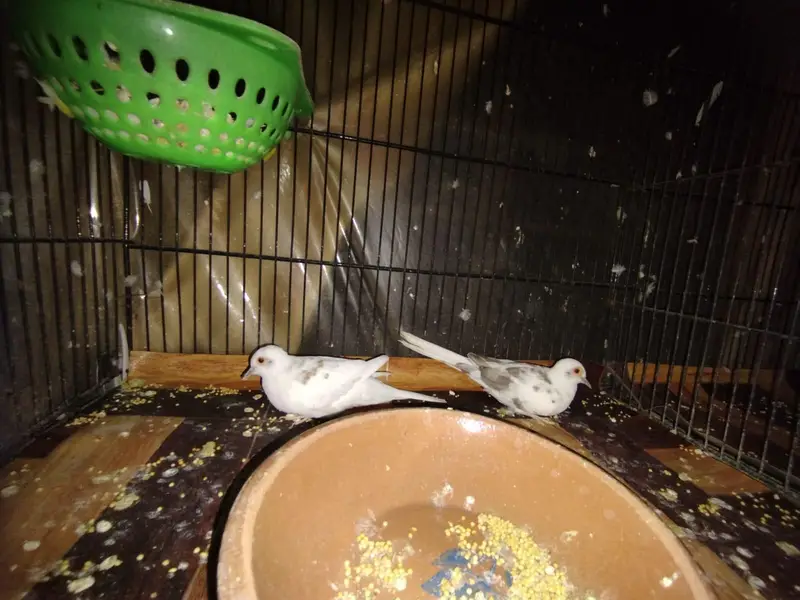 Red pied dove breeder pairs — photo 7
