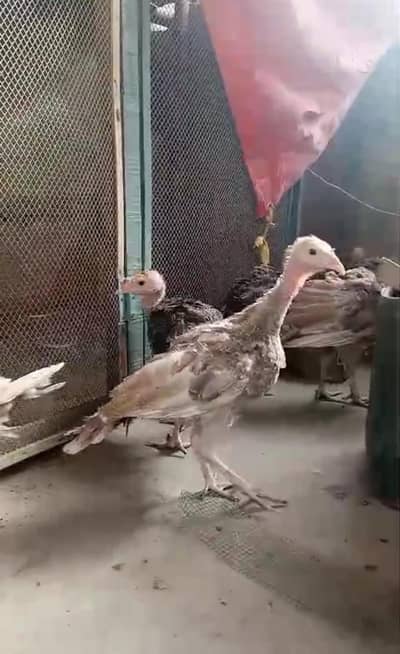 turkey breed chicks ,4 months,vaccinated