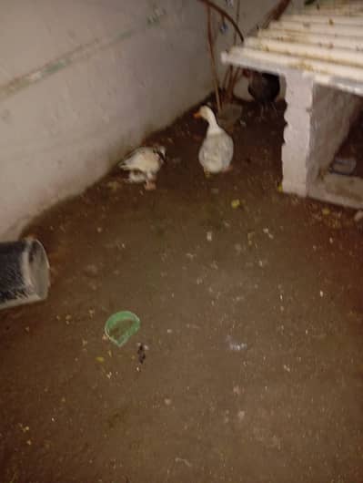 Ducks breeder pair for sale