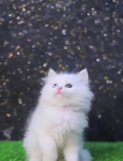 (person) cat. for)( sale)