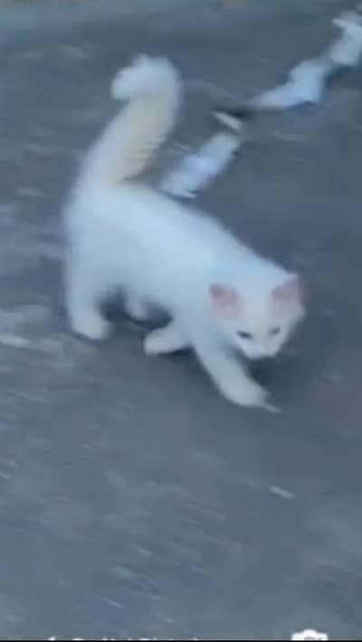 3 Court white cat