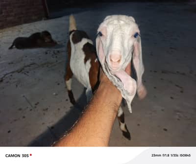 desi female goat  baby for sell