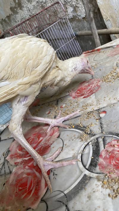 Pure white Aseel Heera qandhari koita breed chicks of different age