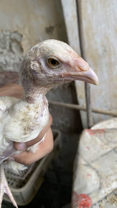 Pure white Aseel Heera qandhari koita breed chicks of different age