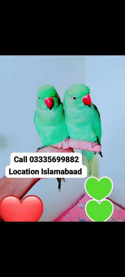 Single 6000 Hand Tamed Friendly Green Ring Neck Parrots Male/Female