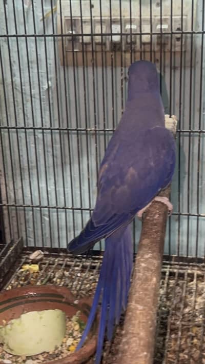 Voilet df piece self ringneck for sale