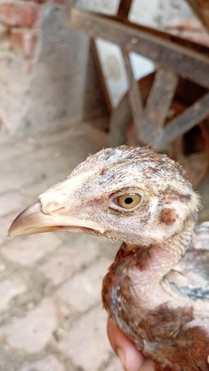 اصیل ولاءتی 3