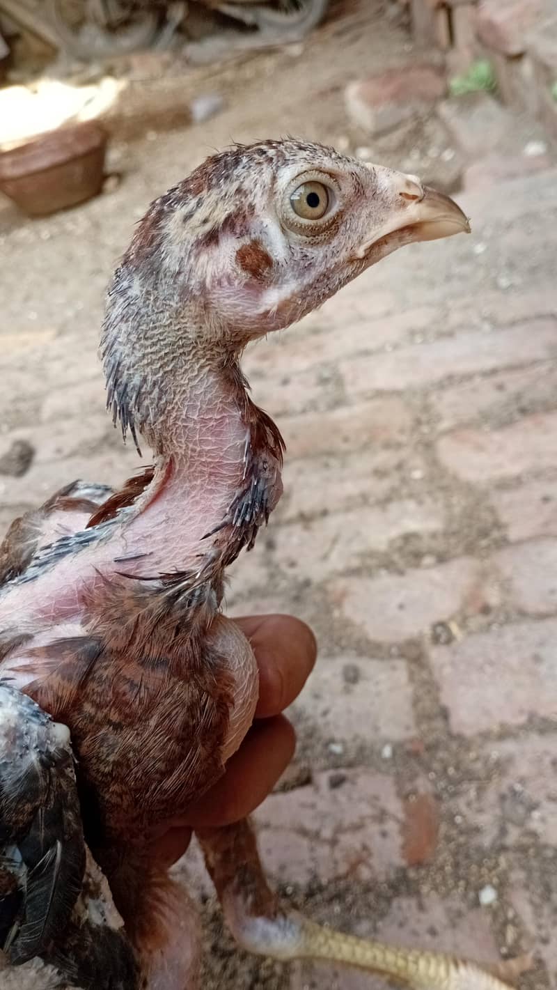 اصیل ولاءتی 4