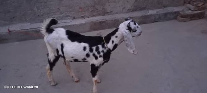 bakra
