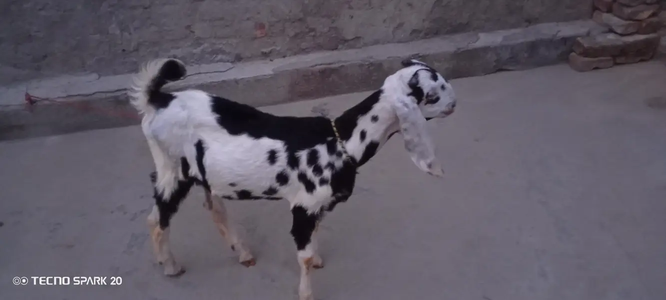 betal goat — photo 2