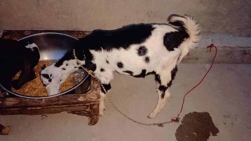 bakra 1