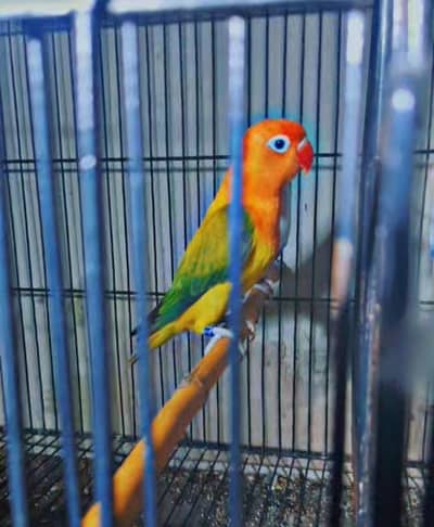 lovebird pair Green Euwing Opline/dilute//Palefellow | Green/dilute//p
