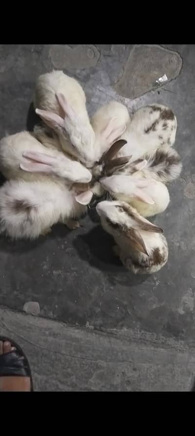 10 Rabbits (2 Breeder)