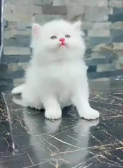 (person) cat. for)( sale)