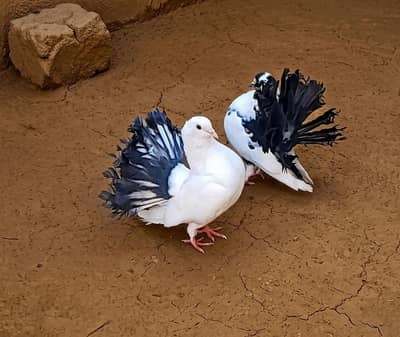 lucky pair and aseel roosters for sale
