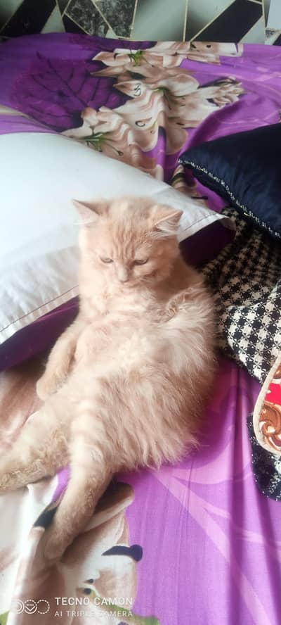Assalamu Alaikum mere paas do cat male and female for sale Mein Hai