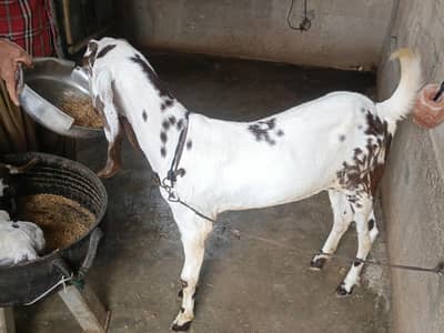 bakri sale location orangi contact 0311 2348 513