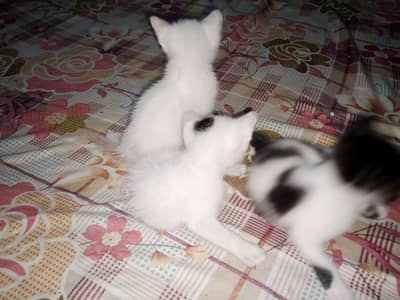3 Kittens