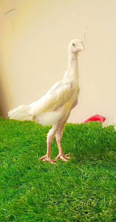 German White O  Shamo Chicks Available