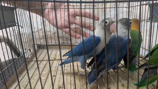 Love Bird 2 pairs