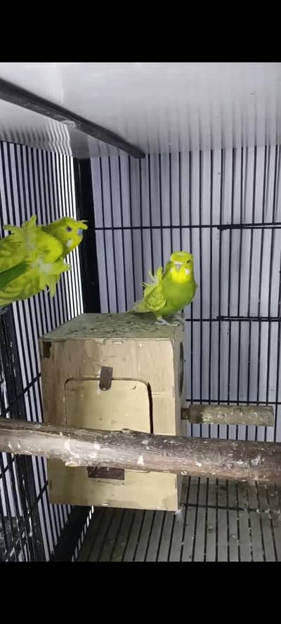 3 pairs double flower Hogoromo king size breeder pairs available
