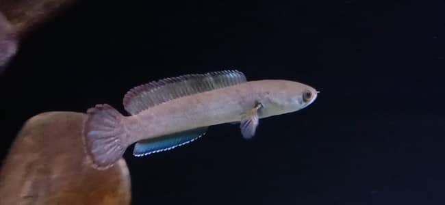 SHORT BODY RED JEWEL CHICHLID PAIR AND SNAKE HEAD