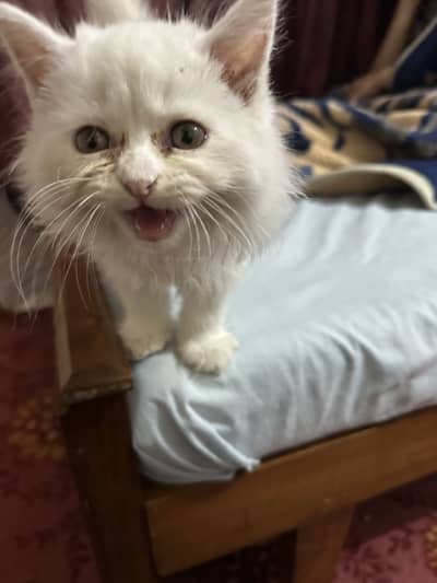 Persian kitten male tripple coated