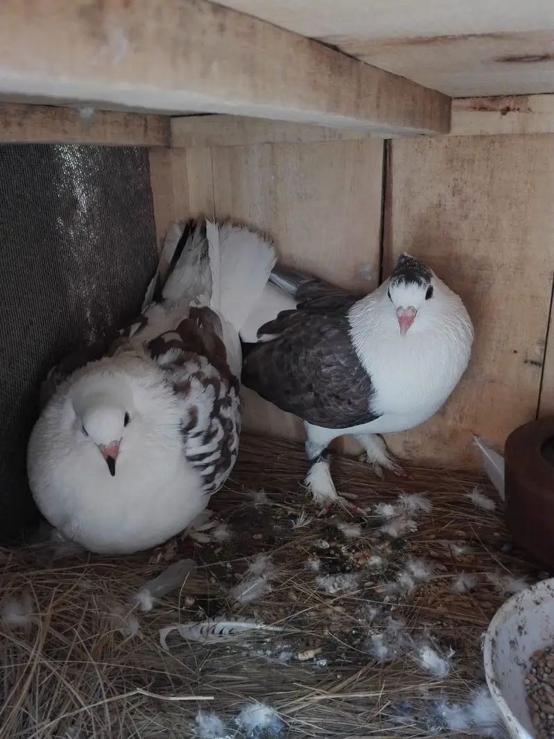 Pigeons Sale