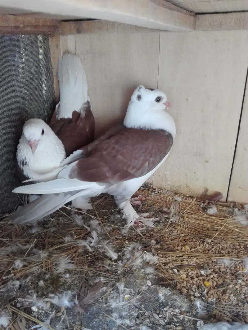Pigeons Sale — photo 6