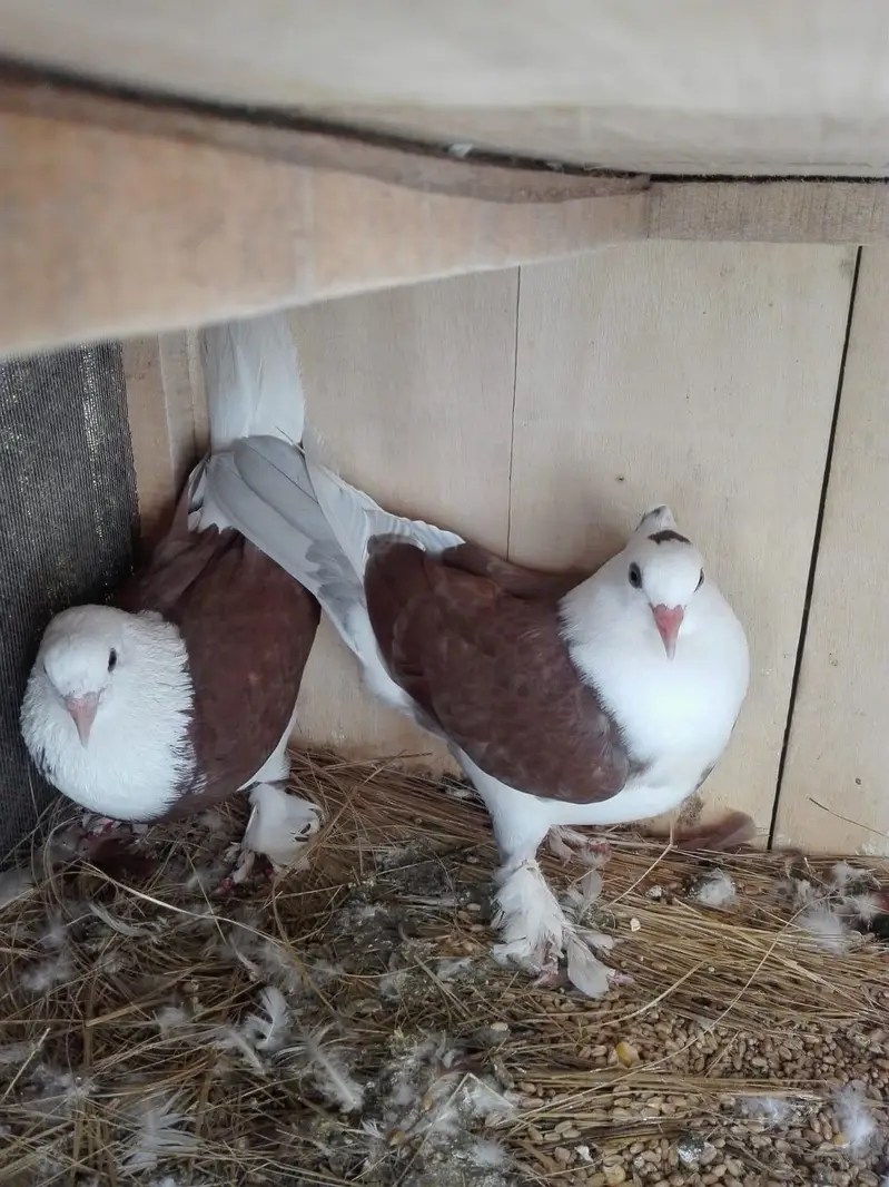 Pigeons Sale — photo 7