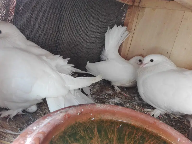 Pigeons Sale — photo 9