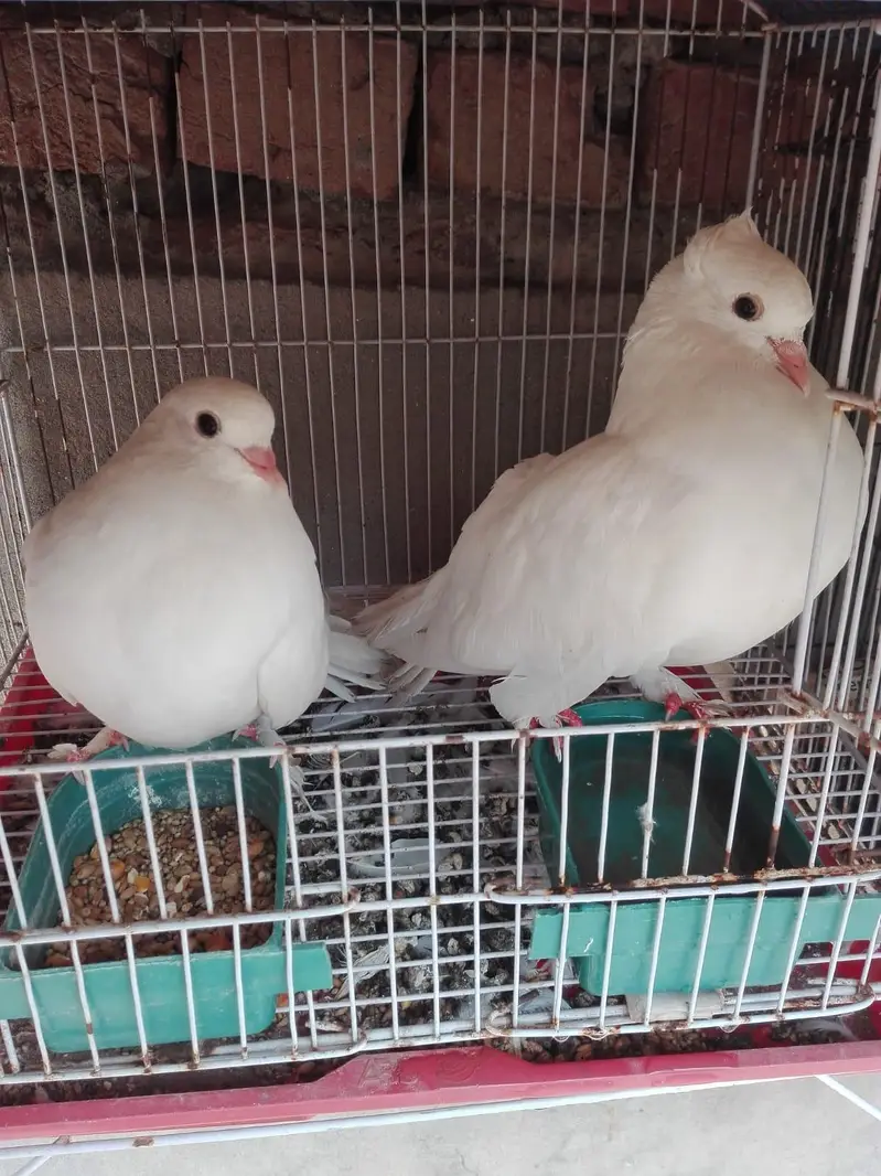 Pigeons Sale — photo 11