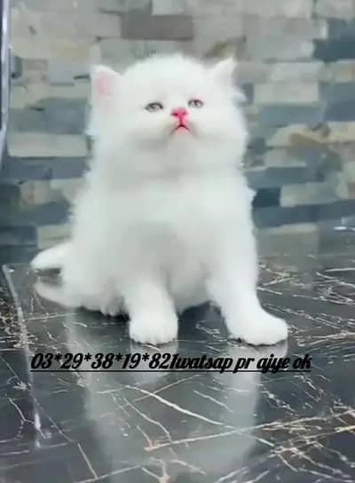 (person) cat. for)( sale)