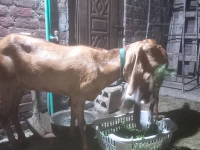 bakri for sale path bohat achi nasal me