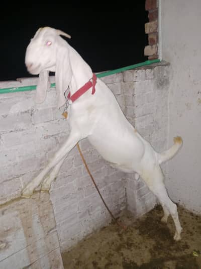 Rajan puri Bakray