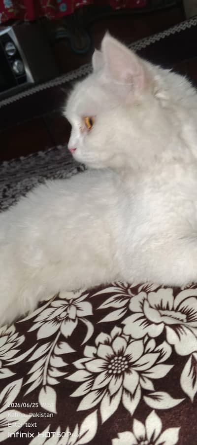 cat urgent sale