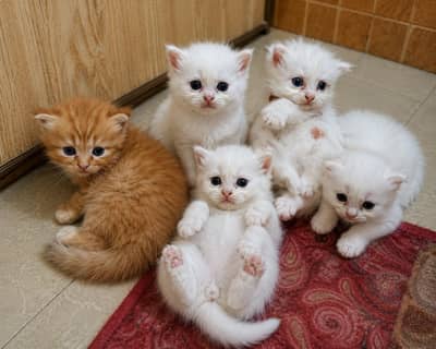 4 Persian Cat Baby